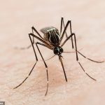 El dengue, un virus tropical que causa fiebre alta y dolores, infecta a unos 400 millones de personas cada año y mata hasta 25.000.  Es transportado por Aedes aegypti, un mosquito que prospera en climas tropicales y se reproduce en agua estancada.