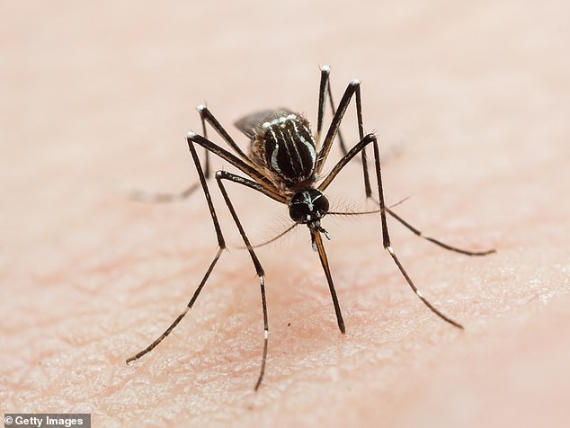 El dengue, un virus tropical que causa fiebre alta y dolores, infecta a unos 400 millones de personas cada año y mata hasta 25.000.  Es transportado por Aedes aegypti, un mosquito que prospera en climas tropicales y se reproduce en agua estancada.