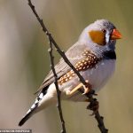 Melodías: los pájaros cantores como el pinzón cebra (en la foto) pueden controlar las fibras musculares vocales individuales, según han descubierto investigadores en Dinamarca, lo que les proporciona un control increíblemente fino de sus melodías.