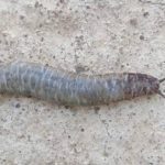 caterpillar slug