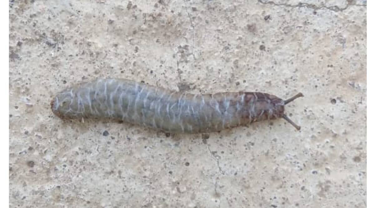 caterpillar slug