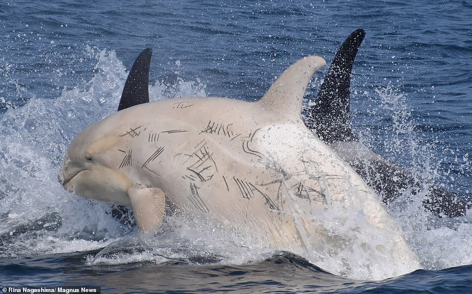 Los observadores de ballenas japoneses se sorprendieron al ver dos raras orcas blancas nadando frente a la costa de Hokkaido, una de las islas más septentrionales del país, durante el fin de semana.