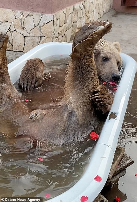 El oso intimidante, cariñosamente llamado Balu en honor al oso del Libro de la Selva, ama un baño refrescante en su recinto.