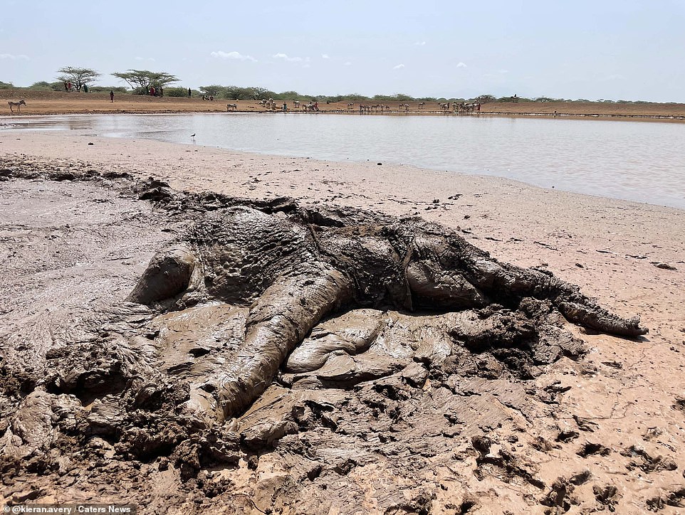 En la imagen: un elefante angustiado y exhausto lucha por su vida después de quedar atrapada en una presa fangosa en el condado de Isiolo, Kenia