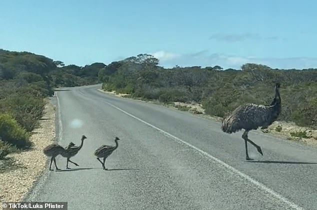 Imágenes de TikTok capturadas en el Parque Nacional Dhilba Guuranda-Innes en Australia del Sur capturaron el increíble momento en que una multitud de emúes cruzó una carretera en línea.