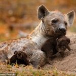 En la sociedad de las hienas altamente estructurada, cuando las madres de mayor rango tienen hijos, pasan las redes sociales a sus hijas, según un nuevo estudio.