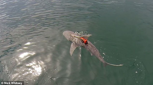Un tiburón toro equipado con un registrador de datos de aceleración nadando después de su liberación.