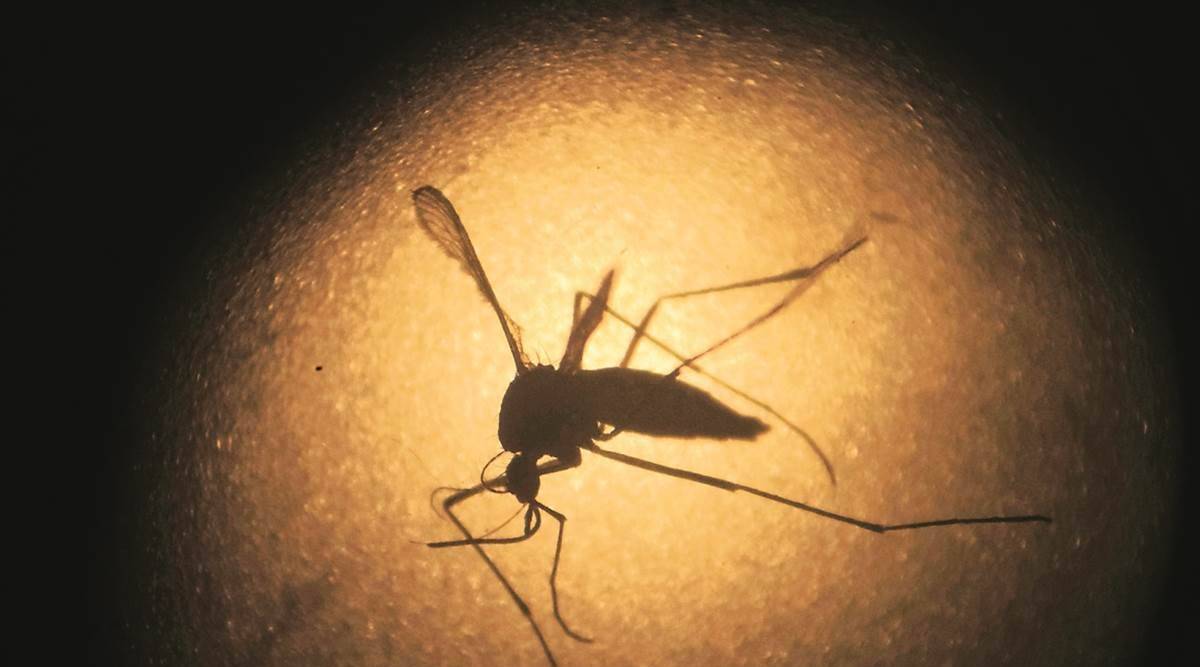 zika virus, zika virus in pregnancy, zika virus in pregnant women zika virus symptoms, zika virus foetus, zika virus treatment, how to prevent zika virus, zika virus kerala, indianexpress.com, indianexpress,