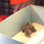 Se compartieron en YouTube imágenes increíbles que muestran un embrión de pollo que se convierte lentamente en un polluelo vivo dentro de un 'huevo de vidrio'