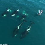 Los buceadores de la costa de Rusia apenas podían creer lo que veían después de ver una manada de siete ballenas orca nadando juntas
