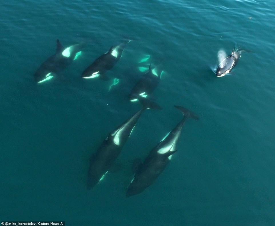Los buceadores de la costa de Rusia apenas podían creer lo que veían después de ver una manada de siete ballenas orca nadando juntas