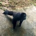 El chimpancé macho de 20 años llamado Yu Hui imita las acciones de un turista que hace flexiones en Chongqing, suroeste de China.