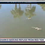 Una 'marea roja' generalmente desenfrenada en el oeste de Florida causada por una floración de algas está obligando a los tiburones a buscar refugio en un canal interior cerca de Longboat Key