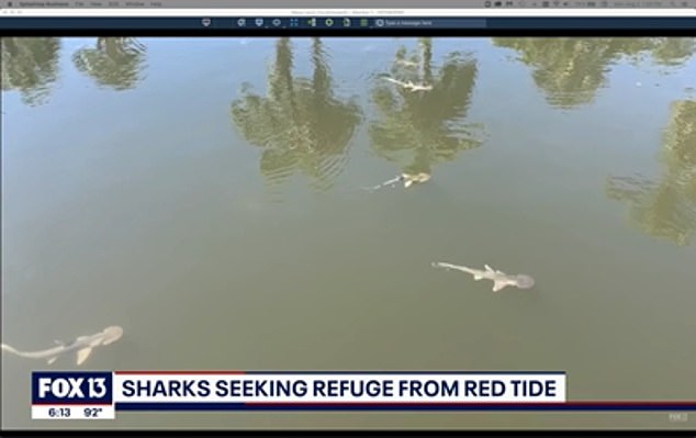 Una 'marea roja' generalmente desenfrenada en el oeste de Florida causada por una floración de algas está obligando a los tiburones a buscar refugio en un canal interior cerca de Longboat Key