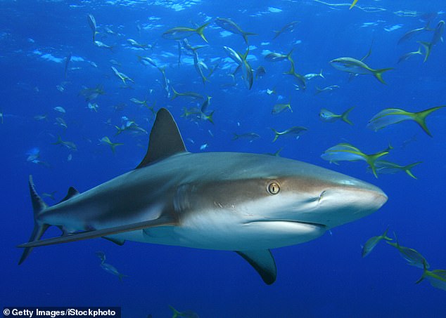 Los tiburones que normalmente nadan en aguas más cálidas han viajado hacia el norte debido al cambio climático, incluido el tiburón punta negra de arrecife (en la foto)