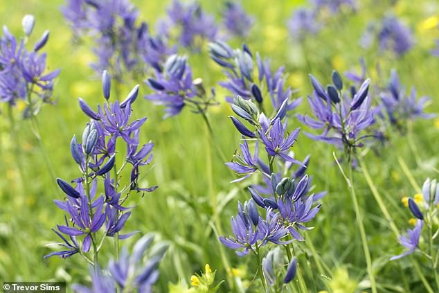 Floración hermosa: flores gloriosas, como camassia, funcionan bien en prados de jardín