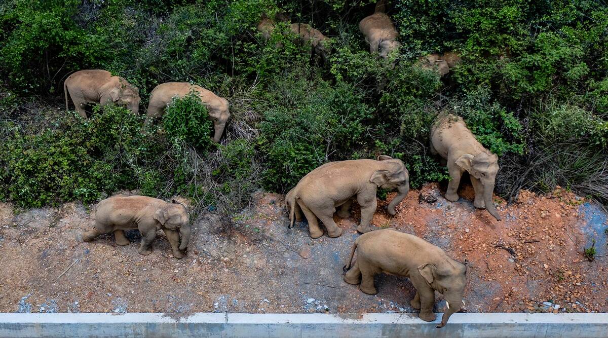China tries to keep elephant herd out of city of 7 million