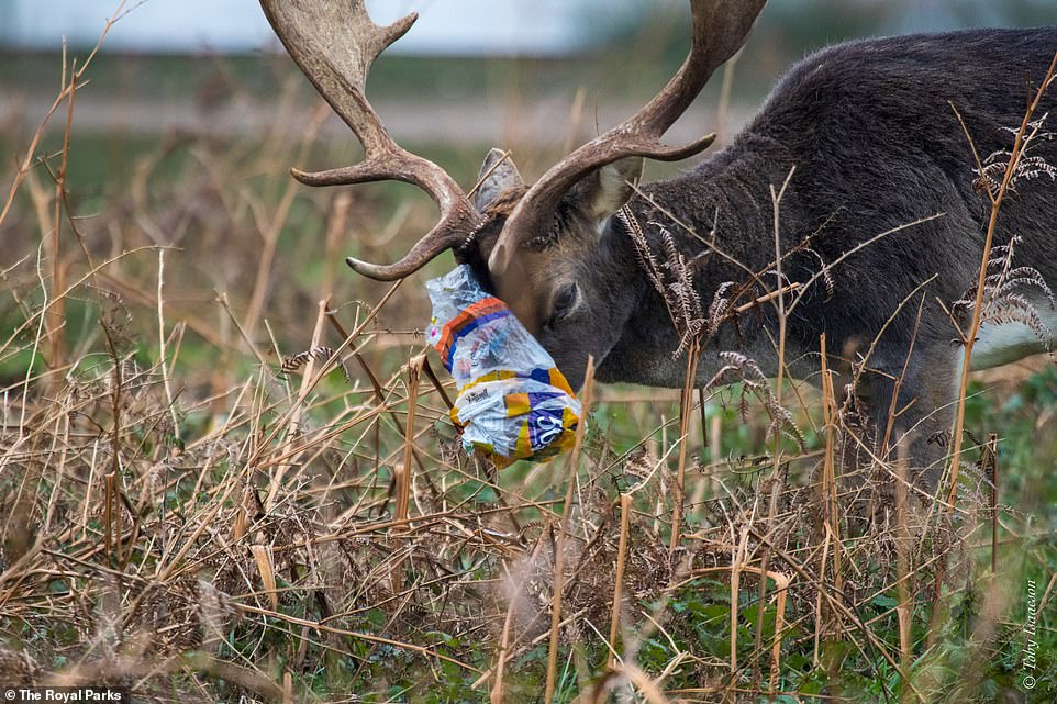 Desgarrador: desde una bolsa de plástico firmemente envuelta alrededor de la boca de un ciervo (en la foto) hasta un erizo enredado en un globo, se han publicado una serie de imágenes impactantes para resaltar los efectos angustiantes de la basura en la vida silvestre en los parques de Londres este año.