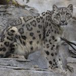 Los dos leopardos de las nieves que dieron positivo por COVID-19 en el zoológico de San Diego el mes pasado se están recuperando.  La tos de los leopardos está disminuyendo y no muestran otros signos, dijeron las autoridades a DailyMail.com.