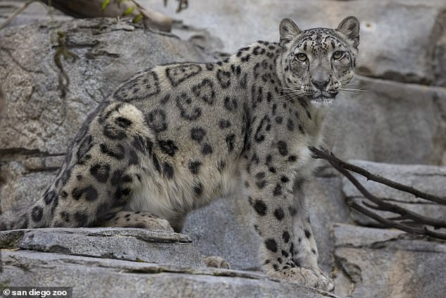 Los dos leopardos de las nieves que dieron positivo por COVID-19 en el zoológico de San Diego el mes pasado se están recuperando.  La tos de los leopardos está disminuyendo y no muestran otros signos, dijeron las autoridades a DailyMail.com.