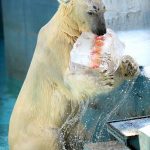 Los osos polares hacen uso de bloques de hielo y rocas para aporrear a las morsas desprevenidas en la cabeza y ayudar a cazarlas como alimento, reveló un nuevo estudio.