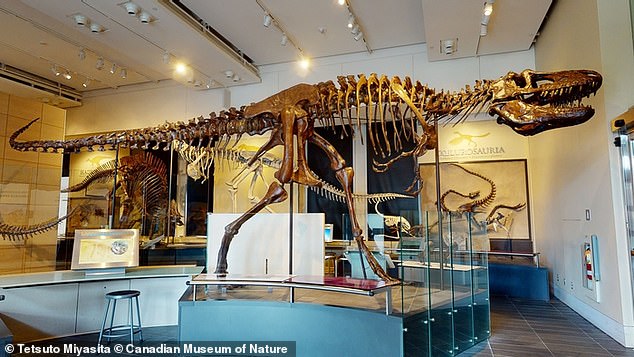 Los expertos pueden haber descubierto una nueva especie de tiranosaurio.  Realizaron una tomografía computarizada en dos Daspletosaurus (en la foto) que revela que sus cerebros eran diferentes entre sí.