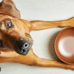 pet dogs, taking care of pet dogs, how to boost dog's immunity, meals for dogs, diet for dogs, exercises for dogs, boosting pet dog's immunity, indian express news