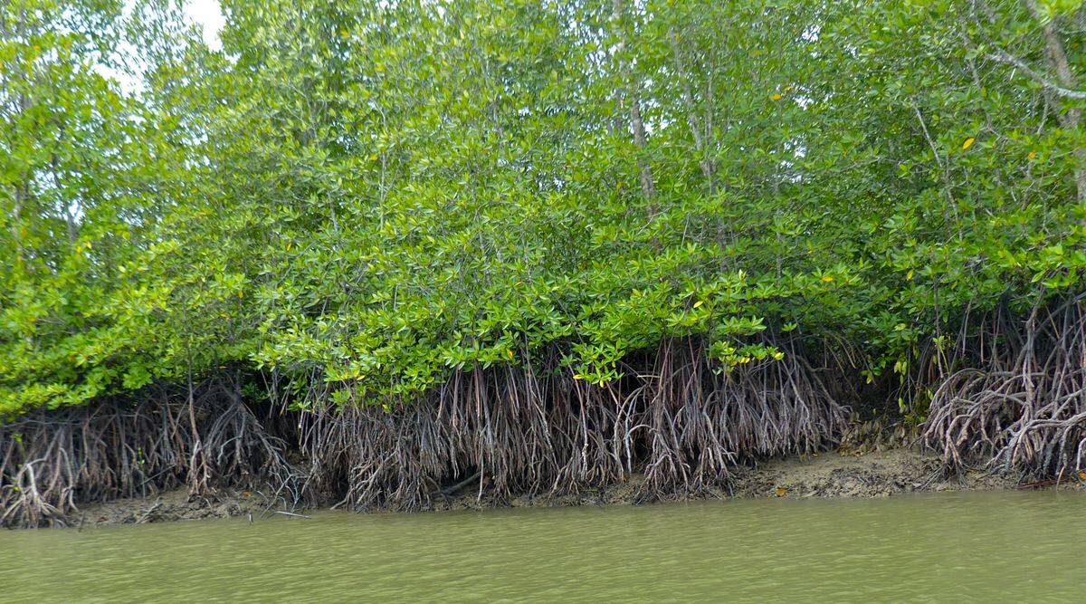 mangrove forest