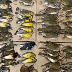 Cientos de aves migratorias mueren después de estrellarse contra edificios de Nueva York