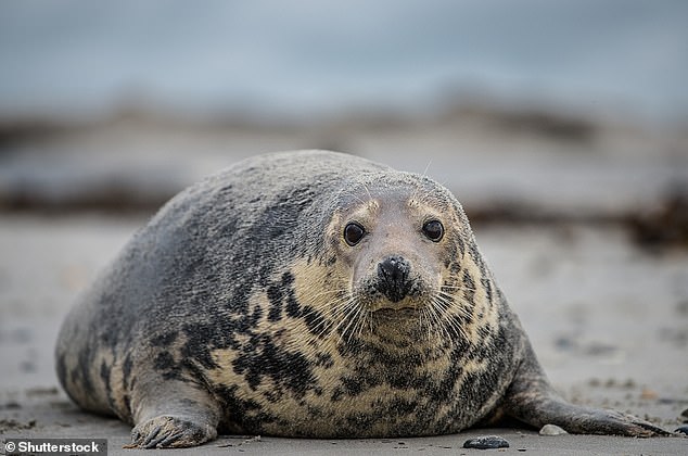 Foca gris (Halichoerus grypus).  Las focas grises tienen vientres pálidos más obviamente contrastantes y espaldas grises más oscuras, con manchas y manchas más grandes de forma más irregular