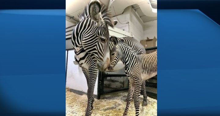 El zoológico de Edmonton Valley anuncia el nacimiento de un tipo raro de cebra - Edmonton