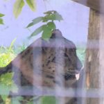 El zoológico de Saskatoon le da la bienvenida a Kazi, el leopardo de las nieves - Saskatoon