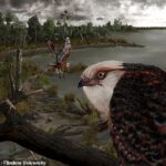 Un águila (representada arriba) con una envergadura de seis pulgadas que tendió una emboscada a presas desprevenidas como flamencos y koalas gobernó la cadena alimentaria de Australia del Sur hace 25 millones de años.