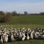 Francia eleva el nivel de alerta de gripe aviar a medida que se reportan casos en Europa