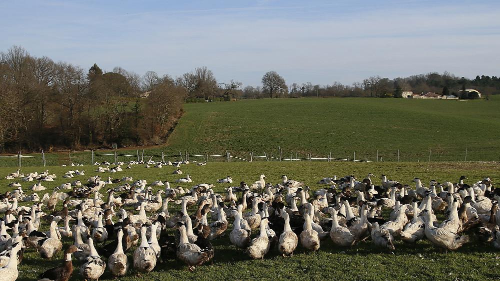 Francia eleva el nivel de alerta de gripe aviar a medida que se reportan casos en Europa