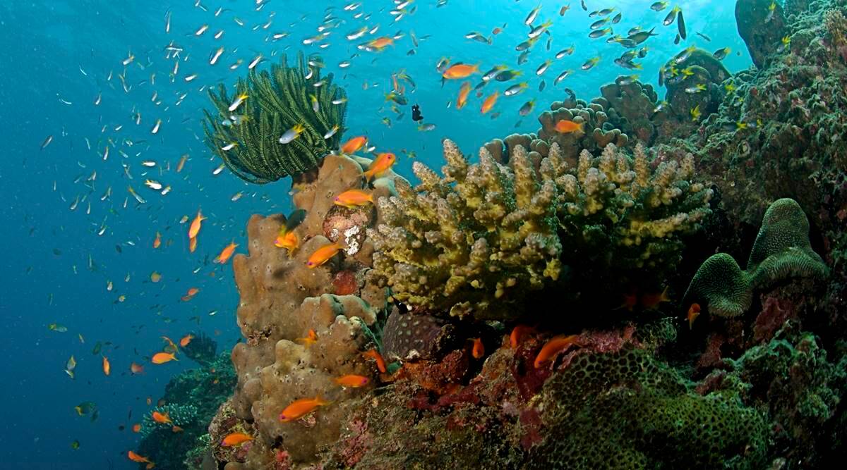 Investigadores completan el primer mapa detallado de los arrecifes de coral del mundo