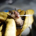 Investigadores de murciélagos de Camboya en misión para rastrear el origen de COVID-19