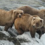 La Semana del Oso Gordo celebra lo más flácido de Alaska en un bulto de Bruin