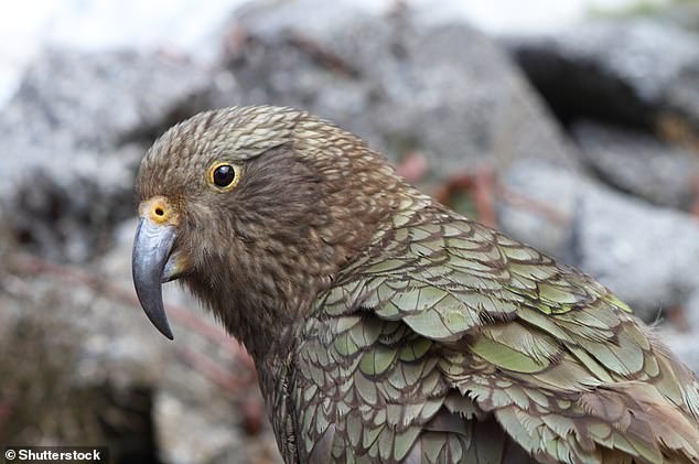 El kea (Nestor notabilis), un loro grande que se encuentra en las regiones alpinas de Nueva Zelanda, es un ejemplo de una nueva especie única que ha evolucionado en las cadenas montañosas.  Los keas son conocidos por sus cuerpos verde oliva y plumas anaranjadas debajo de sus alas.  También tienen un pico gris largo, estrecho y curvo gris.