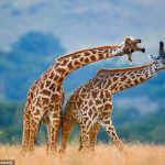 Los machos jirafa practican cabezazos con machos de estatura similar, en un ejemplo honorable de juego limpio, informan investigadores de la Universidad de Manchester.  En la imagen, dos jirafas se enfrentan entre sí en una posición de cabeza a cabeza.