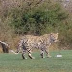 Leopardo en campo de golf sin tigre, pero extraordinario