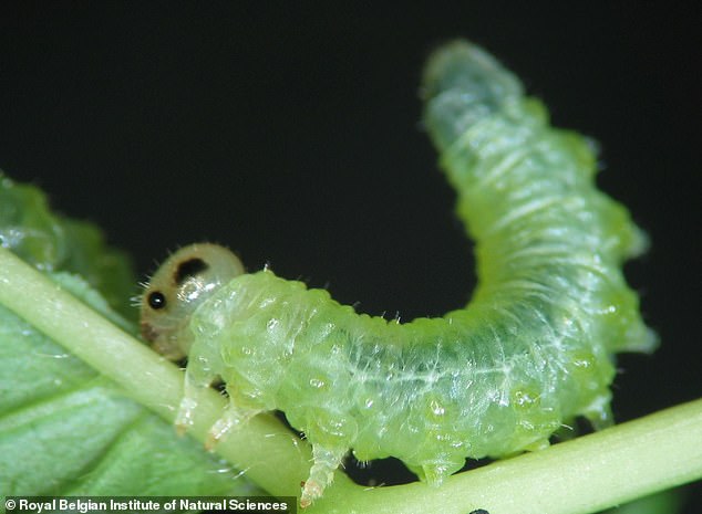 Investigadores del Real Instituto Belga de Ciencias Naturales han traducido las secreciones de las larvas de mosca sierra (en la foto) en sonidos espeluznantes y han probado su efecto en humanos.