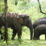 Los elefantes asiáticos trabajan felizmente juntos en las tareas, pero la cooperación se rompe cuando los recursos alimentarios son limitados, según un nuevo estudio