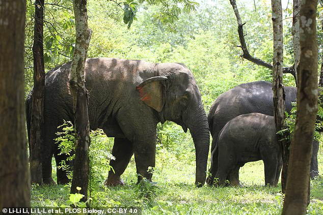 Los elefantes asiáticos trabajan felizmente juntos en las tareas, pero la cooperación se rompe cuando los recursos alimentarios son limitados, según un nuevo estudio