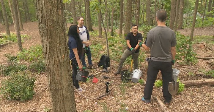 Los habitantes de Montreal celebran el Día Nacional del Árbol con una actividad de plantación de árboles en Mount Royal - Montreal