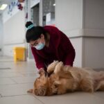 Animal-assisted therapy, what is Animal-assisted therapy, Animal-assisted therapy stress