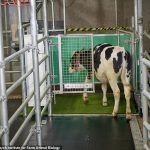 Los científicos han tenido éxito en el entrenamiento de las vacas para que orinen en un inodoro especialmente construido, una medida que podría ayudar a frenar las emisiones de gases de efecto invernadero.  En la foto: un ternero entra al MooLoo