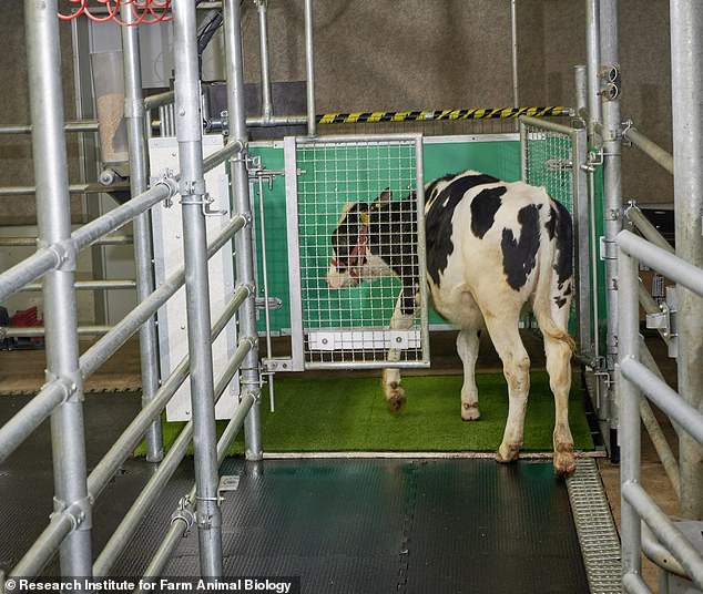 Los científicos han tenido éxito en el entrenamiento de las vacas para que orinen en un inodoro especialmente construido, una medida que podría ayudar a frenar las emisiones de gases de efecto invernadero.  En la foto: un ternero entra al MooLoo
