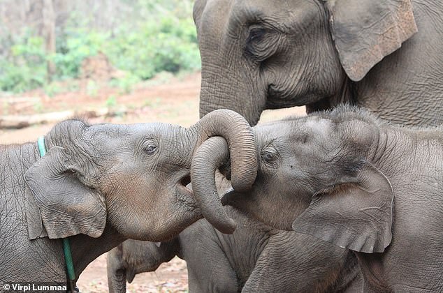 En la imagen, hermanos de elefantes asiáticos.  En general, la presencia de un hermano mayor de cualquier sexo en las poblaciones de elefante asiático (Elephas maximus) en Myanmar aumentó la supervivencia a largo plazo de las crías en comparación con la ausencia de un hermano, informan los investigadores.
