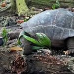 'Totalmente sorprendente y bastante horrible': las tortugas gigantes se comen a los pajaritos